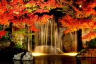 紅葉のライトアップ写真