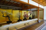 梅の盆栽の展示写真