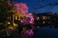 夜桜の写真