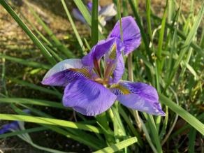 Iris unguicularis are blooming