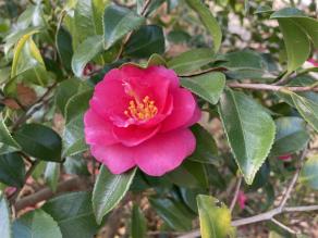 Camellia sasanqua 'Shishighashira'  are blooming