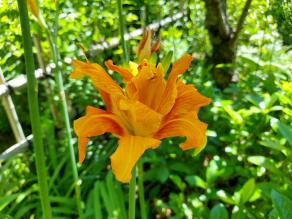 Orange daylily are blooming.
