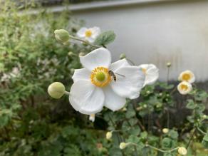 Japanese anemones are blooming