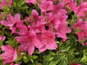 Satsuki azalea are blooming.