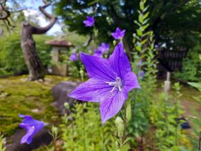 Balloon flower are blooming