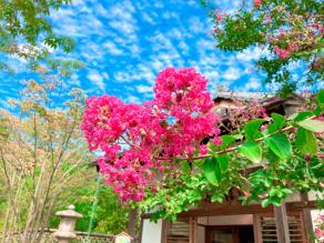 Crape myrtles are blooming.