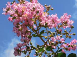 Crape myrtles are blooming.