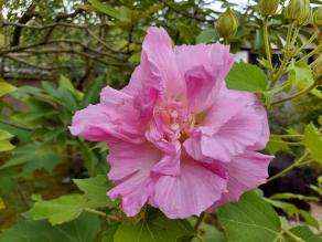 Cotton rosemallow are blooming.