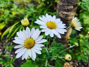 Chrysanthemum japonense are blooming.