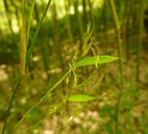 Phyllostachys humilis are blooming.