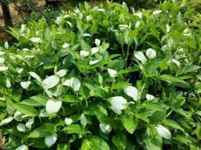 Saururus chinensis are blooming.