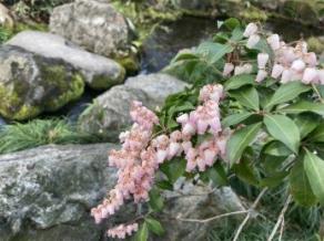 Pieris japonica are blooming