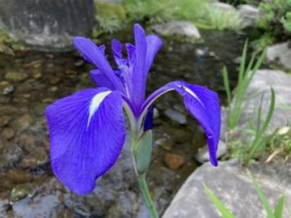 カキツバタの写真