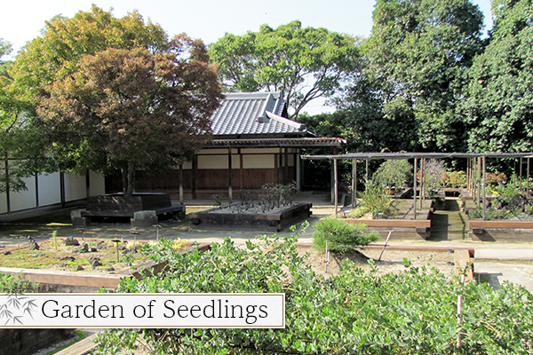 Garden of Seedlings