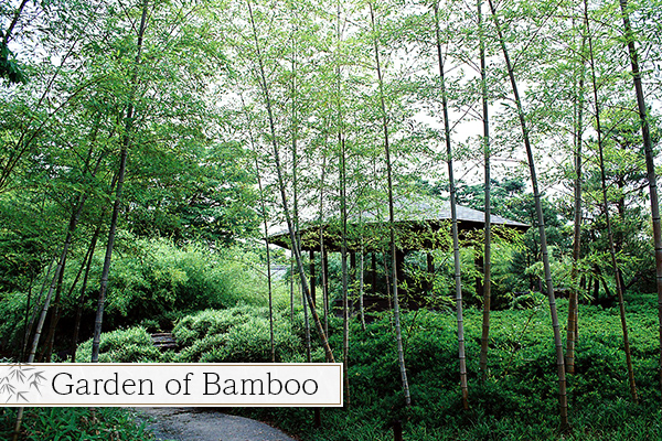 Garden of Bamboo