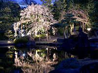 Light up of weeping cherry in the Garden of the Lord's residence