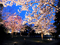 Cherry blossoms festival at night in the Garden of the Lord's residence