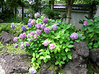 Hydrangea in the garden of flowers