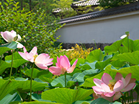 Oga lotus in the garden of seedlings