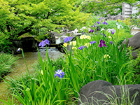 Iris ensata in flatly landscaped garden