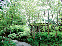Garden of Bamboo