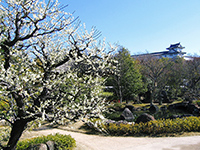 White plum tree in Garden with a hill and pond