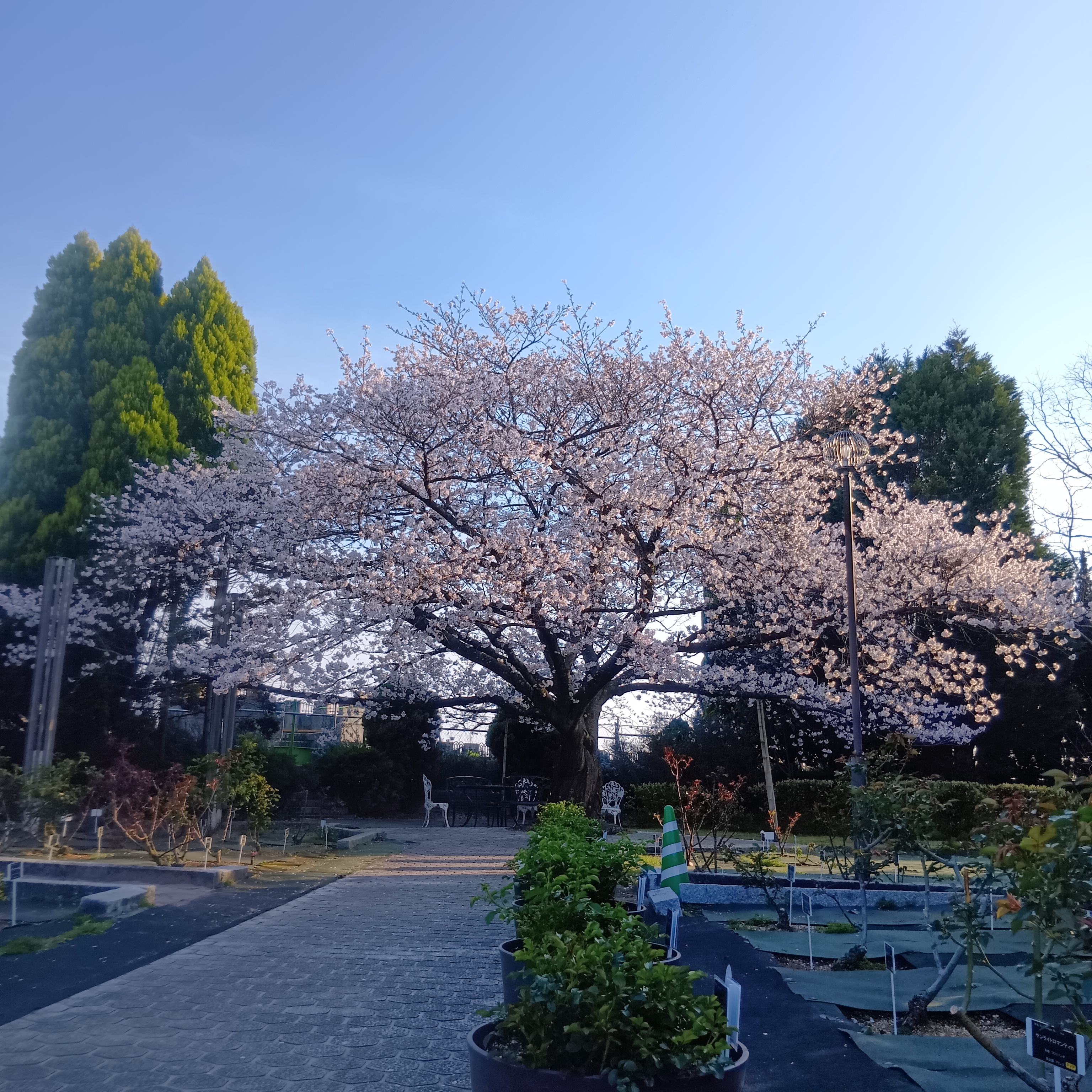 サクラ