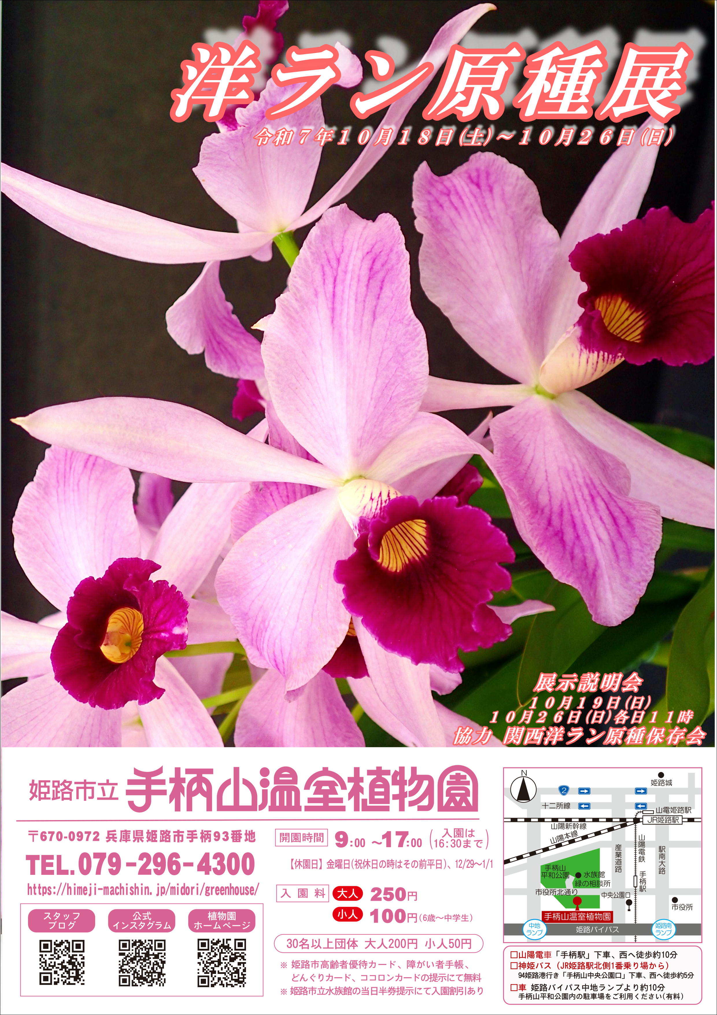 洋ラン原種展