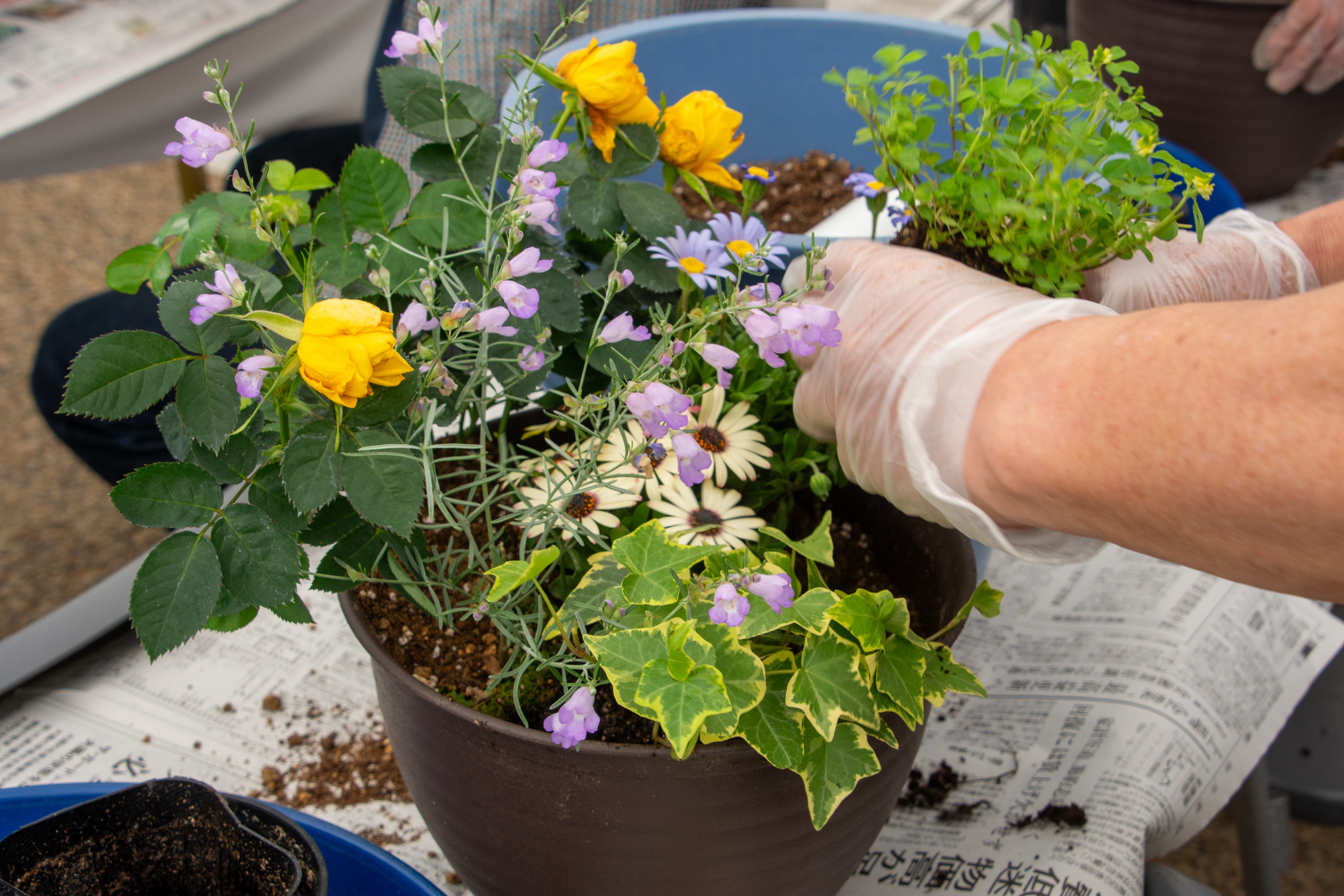 春の寄せ植えづくり参考