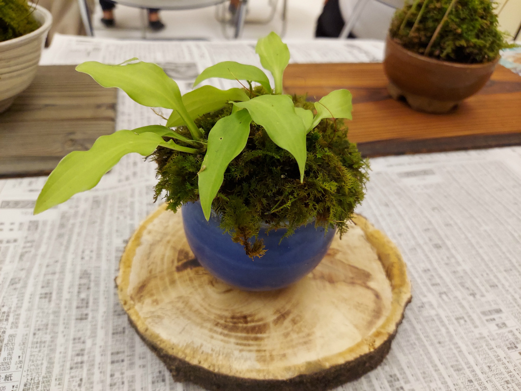 コケ玉づくり参考