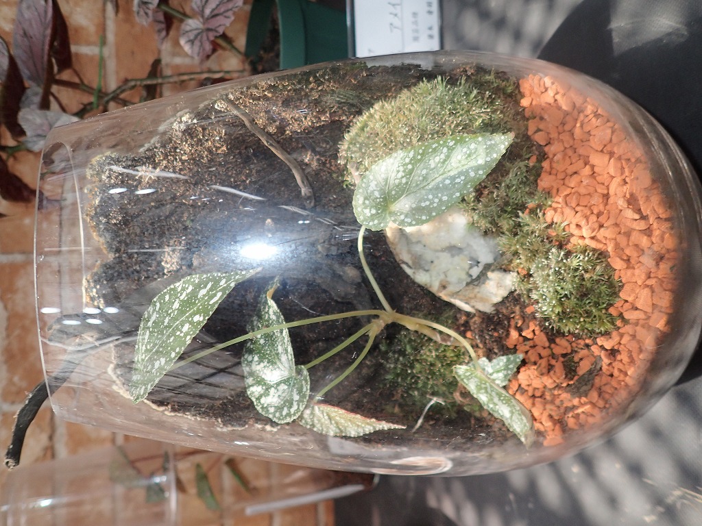 昨年の展示作品