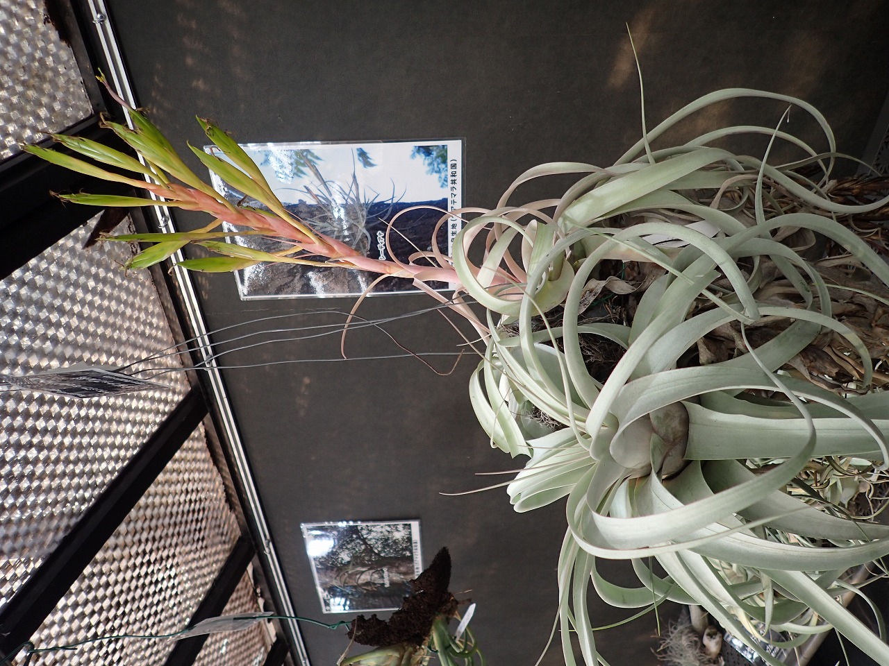 キセログラフィカ