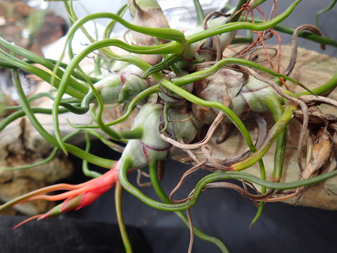 ブルボーサレッドブル