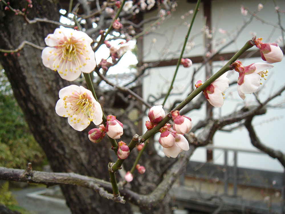 代表的な茶花 姫路城西御屋敷跡庭園 好古園