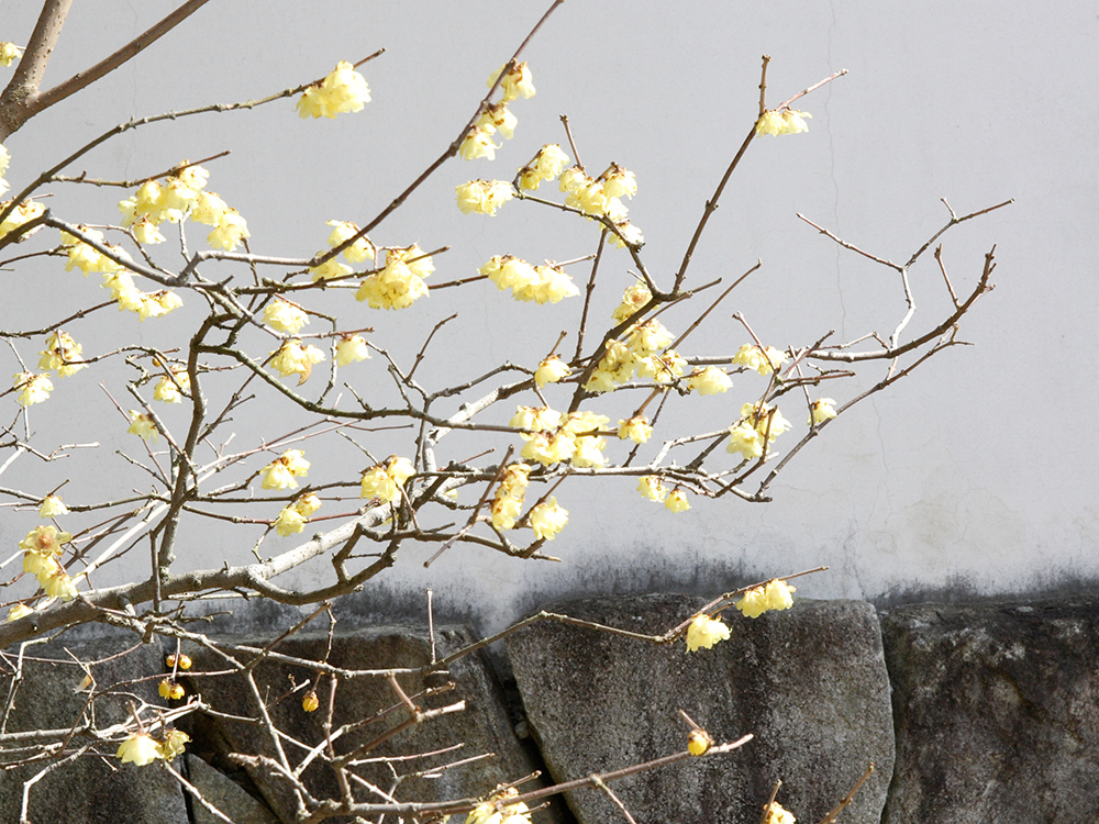 代表的な茶花 姫路城西御屋敷跡庭園 好古園