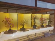 盆梅展示の写真