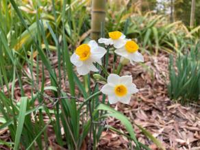 Narcissuses are blooming.