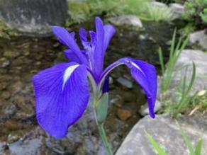 Iris laevigata are blooming