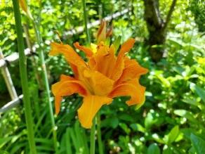 Daylily are blooming