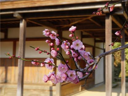 盆梅が咲いています 姫路城西御屋敷跡庭園 好古園