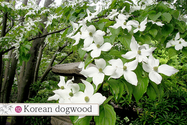 10.Korean dogwood