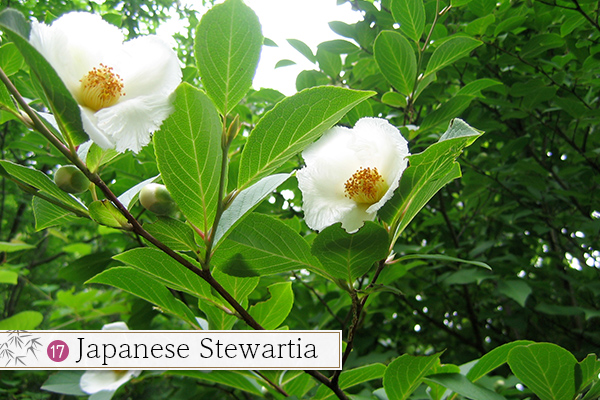 17.Japanese Stewartia