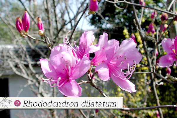 2.Rhododendron dilatatum