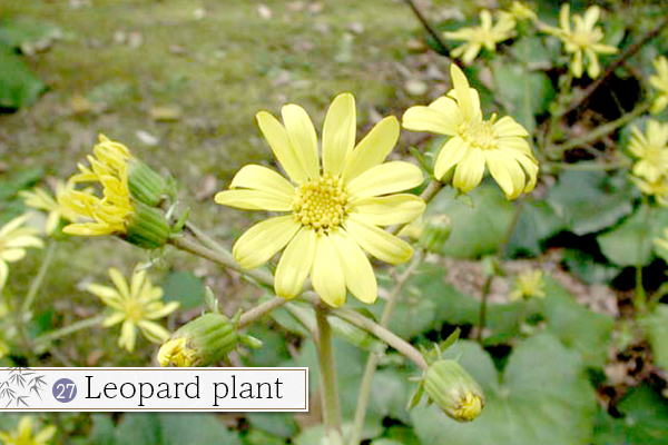 27.Leopard plant