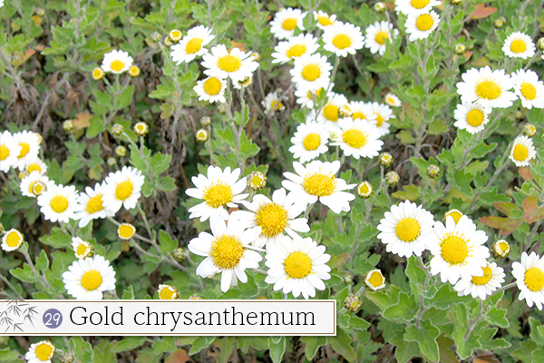 29.Gold chrysanthemum
