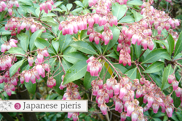 3.Japanese pieris