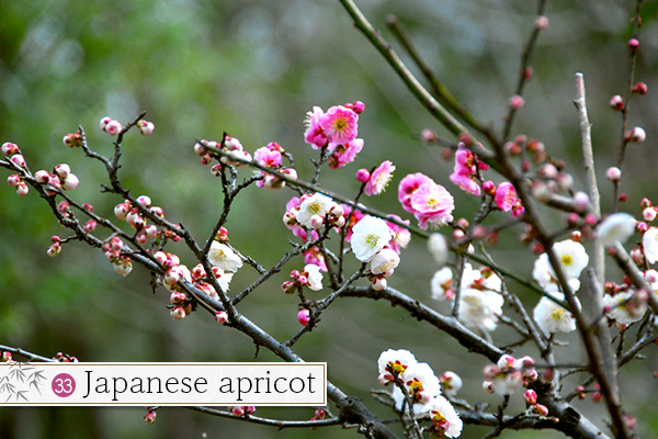 33.Japanese apricot