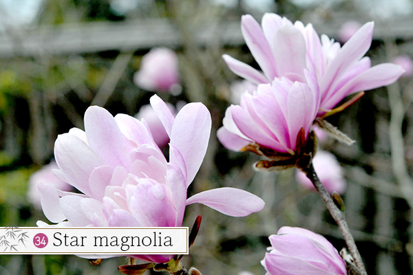 34.Star magnolia