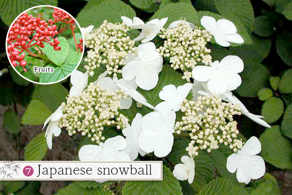 7.Japanese snowball