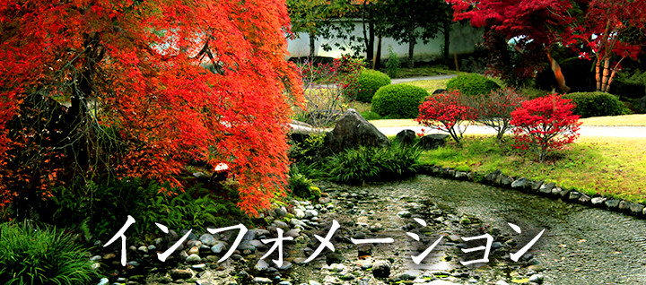 キンメイチクの開花を確認しました - 姫路城西御屋敷跡庭園 好古園